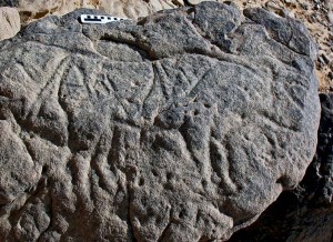 Late Palaeolithic bovid in Wadi Abu Subeira