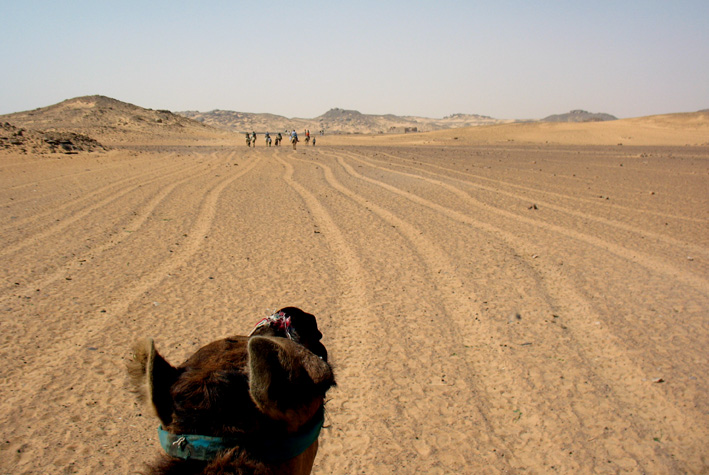 Egypt (Gharb Aswan): On camel back to St. Simeon's monastery