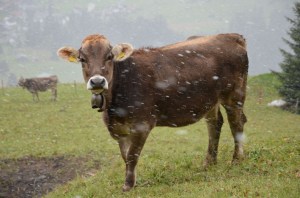 Snow starts to fall while the cattle wonder when they will be taken to their stables