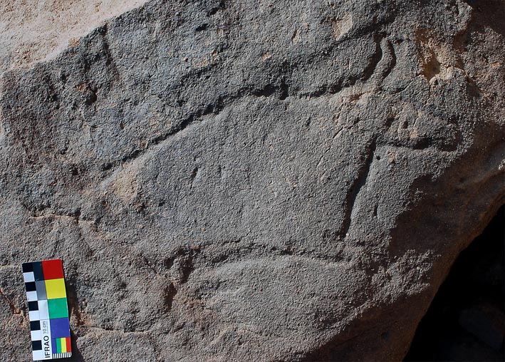 Another auroch! Photo: Per Storemyr