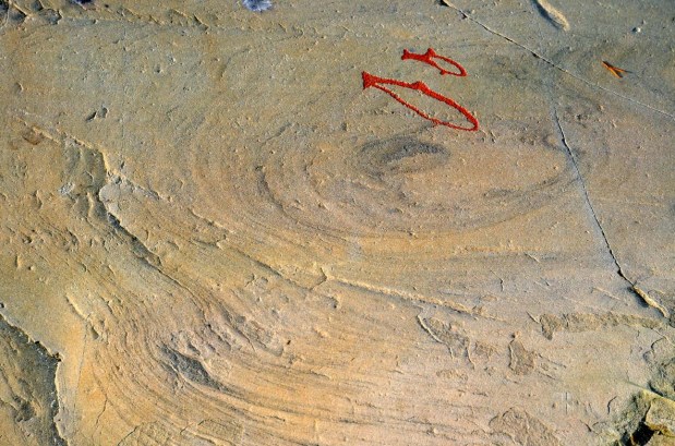 Small whales (porpoise) in a malstroem? Photo: Per Storemyr