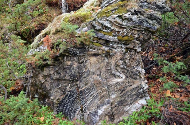 Thin, folded beds of chert and dolomite by the Melsvik quarries. Photo: Per Storemyr
