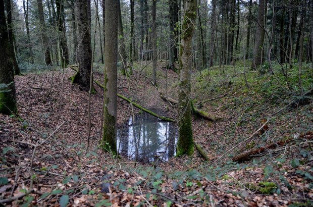 Overgrown quarry pits and raised spoil heaps in the old Riniken millstone quarry landscape by Brugg in Canton Aargau, Switzerland. Photo: Per Storemyr