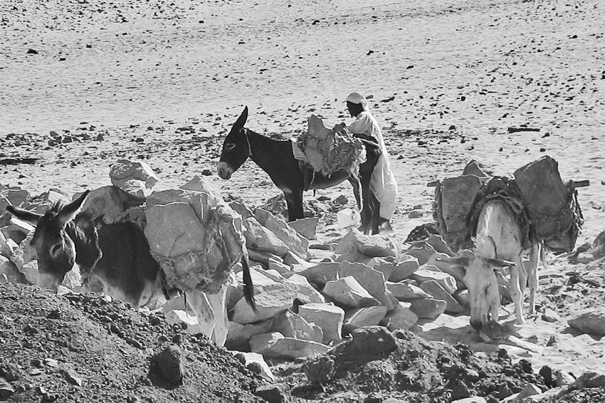 Some modern sandstone quarries at West Aswan are small, artisan-type quarries, where the donkey is still the most important mode of transport. This is the way transportation of grinding stone from the ancient quarries in the area would have been undertaken. Photo: Per Storemyr