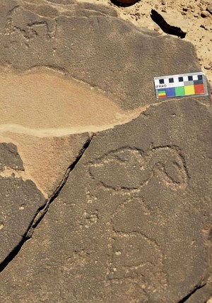Newly discovered Late Palaeolithic panel at el-Aqba el-Saghira: A duck, perhaps a monkey (turn your head and you will see a long tail) and unidentified animals. Photo by Adel Kelany