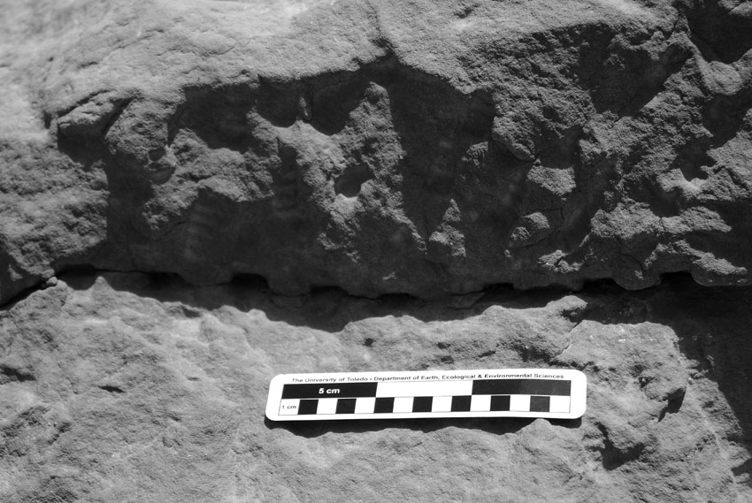 Chisel holes left in a failed attempted to induce a fracture along the base of a block in the Middle Kingdom Wadi Shatt el-Rigal sandstone quarry near Gebel el-Silsila. Note the chisel tracks above the holes, apparently made by the same tool that produced the holes. Smallest scale division is 1 cm. Photo by JAMES HARRELL.