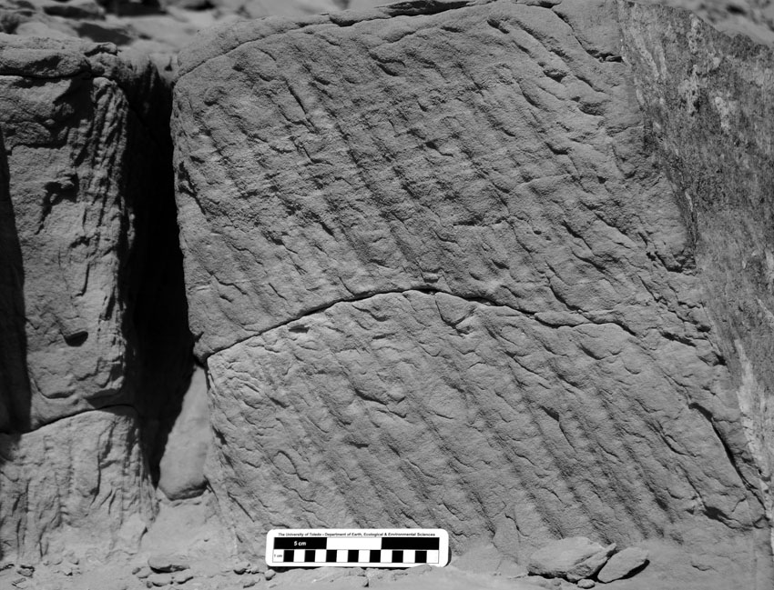 Segmented chisel tracks in the New Kingdom part of the Nag el-Hammam sandstone quarry near Gebel el-Silsila. Note the deep, narrow trench at left which must have been cut with a long chisel. Smallest scale division is 1 cm. Photo by JAMES HARRELL.