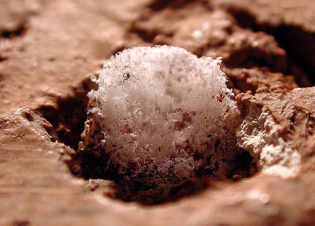 Dette er også halitt. Krøllede nåler av natriumklorid som har spist opp kalkmalerier i Erkebispegården i Trondheim. Bildebredde ca. 1 cm. Foto: Per Storemyr