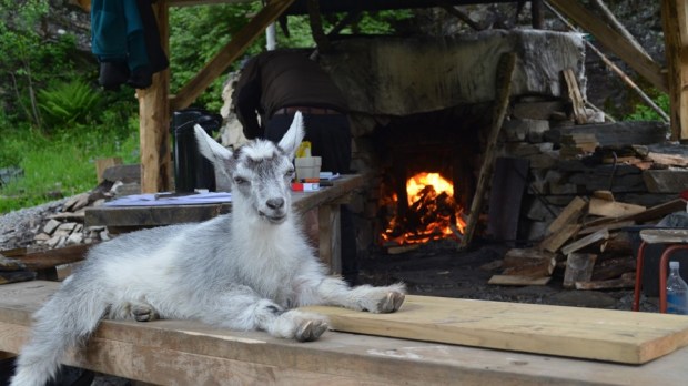 The limeburner goat. Our mascot! Thanks, Oddvin, for such a delightful companion through days of hard work!