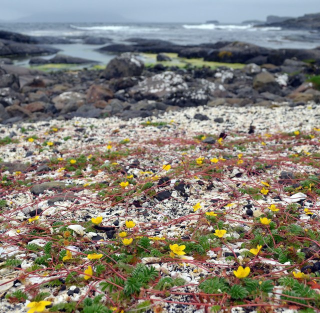 Hvitanes "White Cape". Just to the north of capital Torshavn at the Faroes. Grand sea shell deposits that were, presumably, used for lime burning already in the Middle Ages. Photo: Per Storemyr
