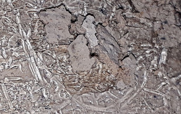 Overflater på puss og slemming er dekket av et lag med lange, slangeformede iskrystaller som har løsnet pussbiter, den 3. januar 2018. Bildebredde ca. 5 cm. Foto: Per Storemyr