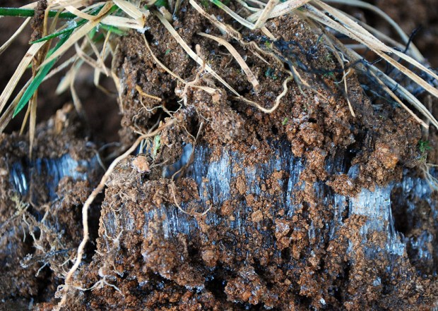 Frost heaving I: A lens of thick ice needles growing just below the surface in a soil profile, lifting the upper part. Moisture for the ice growth is provided from the ground below. In Hyllestad, Norway. Width of image c. 10 cm. Photo by Per Storemyr