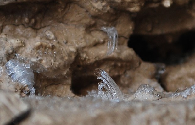 The beautiful micro-world of ice: Whiskers, a peculiar form of ice, growing from tiny fissures on lime plaster at Hyllestad, Western Norway. Width of image c. 2 cm. Photo by Per Storemyr