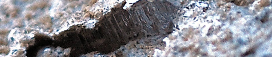 Minute ice whiskers “lifting” scales off the surface of mortars at the Millstone Park limekiln. Whisker size c. 2 mm. Photo by Per Storemyr