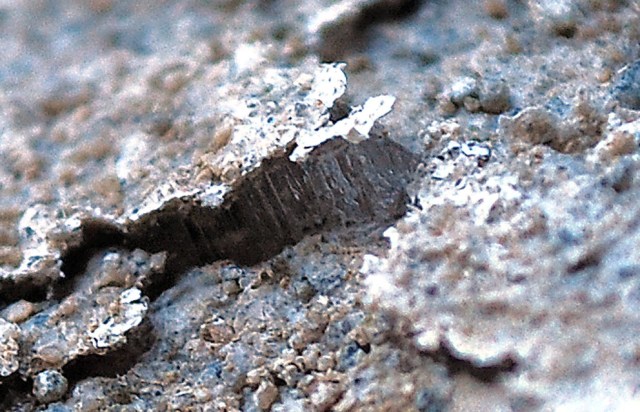 Minute ice whiskers “lifting” scales off the surface of mortars at the Millstone Park limekiln. Whisker size c. 2 mm. Photo by Per Storemyr