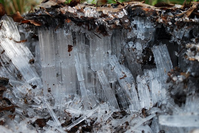 Ice whisker growth in a soil profile in Millstone Park. Lifting the uppermost part of the soil. Just like in the lime mortar at the nearby limekiln. Photo by Per Storemyr.