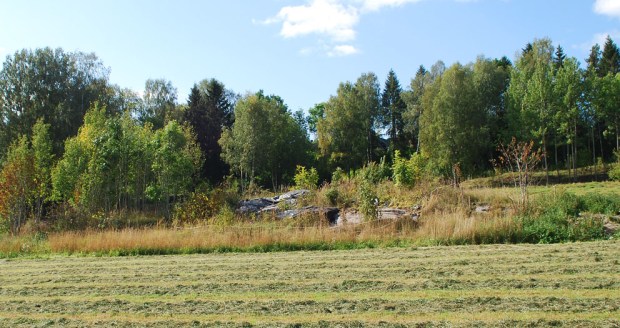 Tettvokst åkerholme med bergkunstfelter, Ås 1. Foto: P. Storemyr 