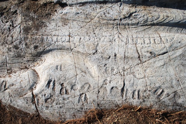 Hjorteklover. Svært sjeldne figurer som i Norge kun finnes i Gjerpensdalen. Ås 2. Foto: P. Storemyr 