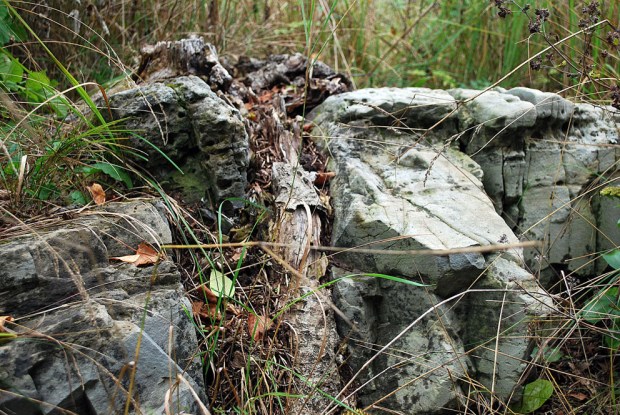 Rot som sprenger seg mellom en sprekk som en gang kun var knapt en mm bred. Hoppestad. Foto: P. Storemyr