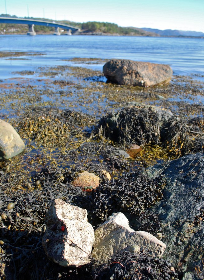 Ubrente/dårlig brente marmorbiter ligger ved det som må ha vært utskipningsstedet for kalk ved Gassasundet. I bakgrunnen: Trekantsambandet. Foto: Per Storemyr 2022