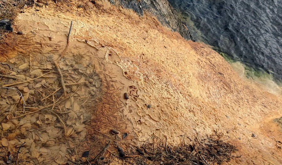 Skarholmen: En perle av en kalktuff-forekomst ved det gamle deponitet for dårlig brent kalk. Foto: Per Storemyr 2023