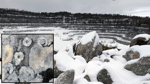 Porsgrunnmarmor i bruddet på Bjørntvedt. Det lille bildet viser den fossilrike revkalksteinen