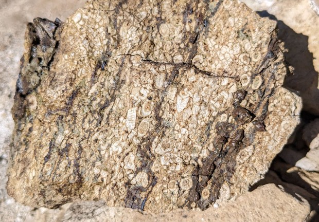 Brent Porsgrunnmarmor med svært tydelige fossiler og slagg som har "rent ut" fra de urene lagene med leire/skifer