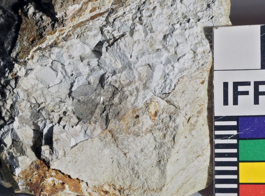 Brent Brevikkalk med grovere åre av "avtrykk" av kalkspatkrystaller og tynn åre med hornfels (mm-skala).