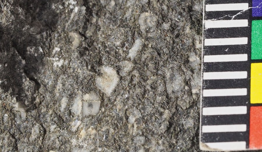 Kalksteinen på Kjørholt med karakteristiske, runde fragmenter av sjøliljestilker - enkrinitter (mm-skala)