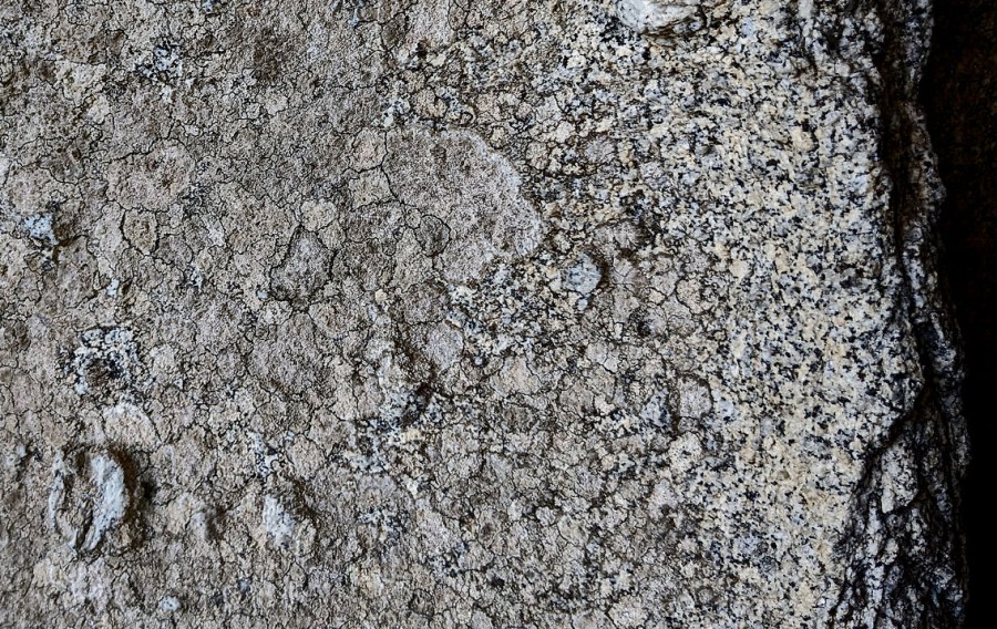 Crustose lichen growth on many places inside Capanna de Marco. Photo by Per Storemyr