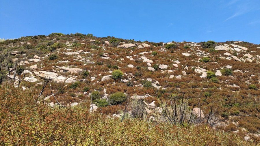 Boulder landscape within the shrubs on the southern slopes of the Monte Capanne granite, above Seccheto and Cavoli. Photo by Per Storemyr