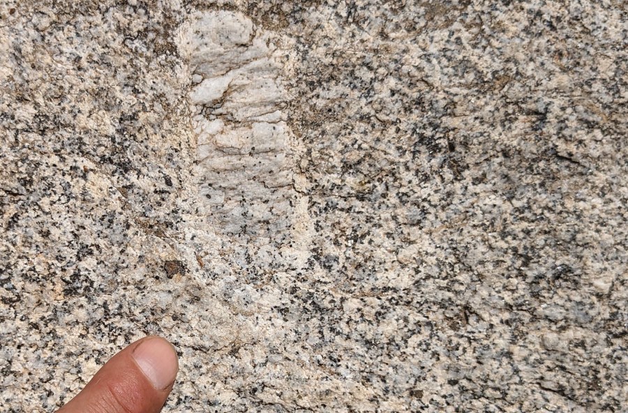 Close-up of the Monte Capanne granite, with orthoclase megacryst. Photo by Per Storemyr