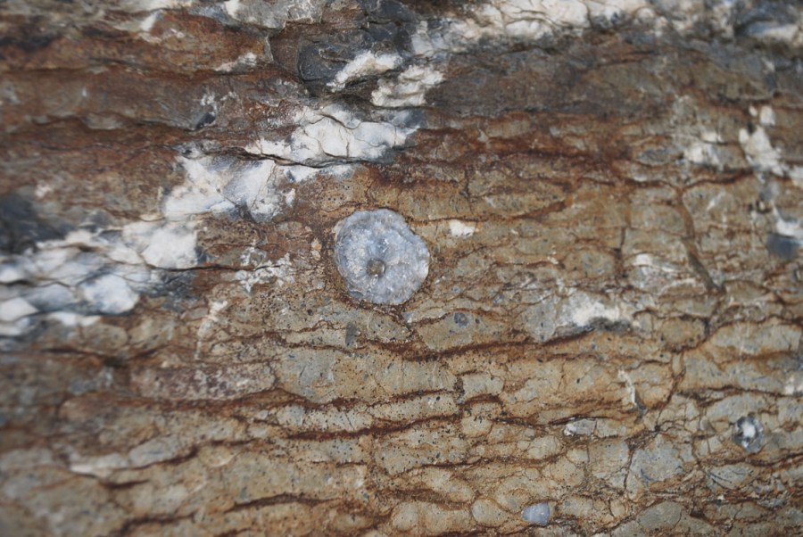 Impure Ordovician Ringsaker limestone, with a cut orthoceras fossil in the middle. Photo by Per Storemyr