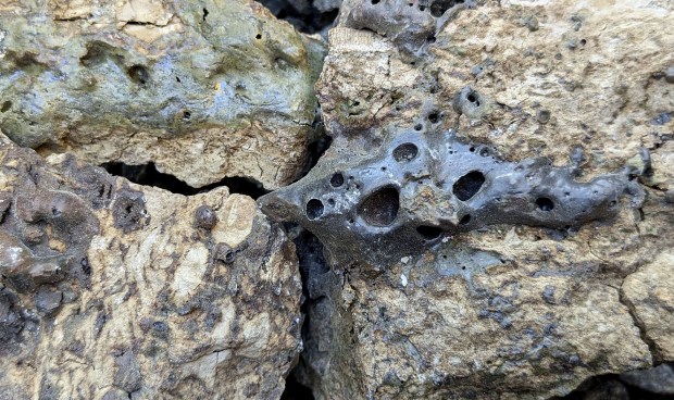 Slag developed in the lower reaches of the kiln on burning Porsgrunn limestone. Photo by Per Storemyr