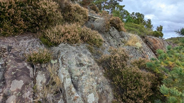 Tafoni i bevokst brattkant, Gjerstad, Tromøy. Foto: PS