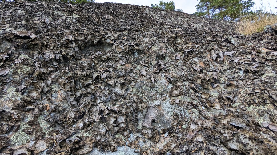 Skogsterreng, Tromøy. Hele skrenten er pepret med tafoni under lav. Foto: PS
