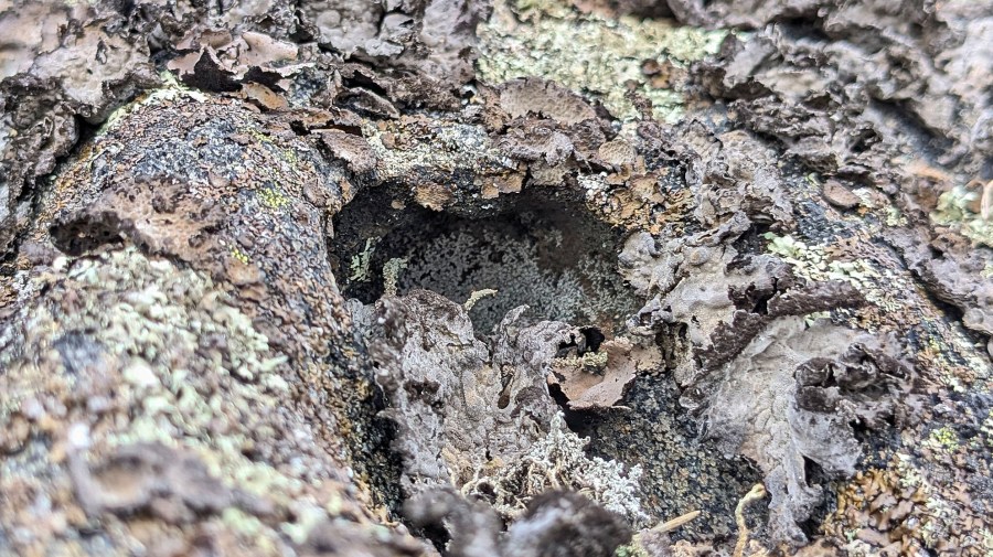 Skogsterreng, Tromøy. Tafoni under lav. Foto: PS