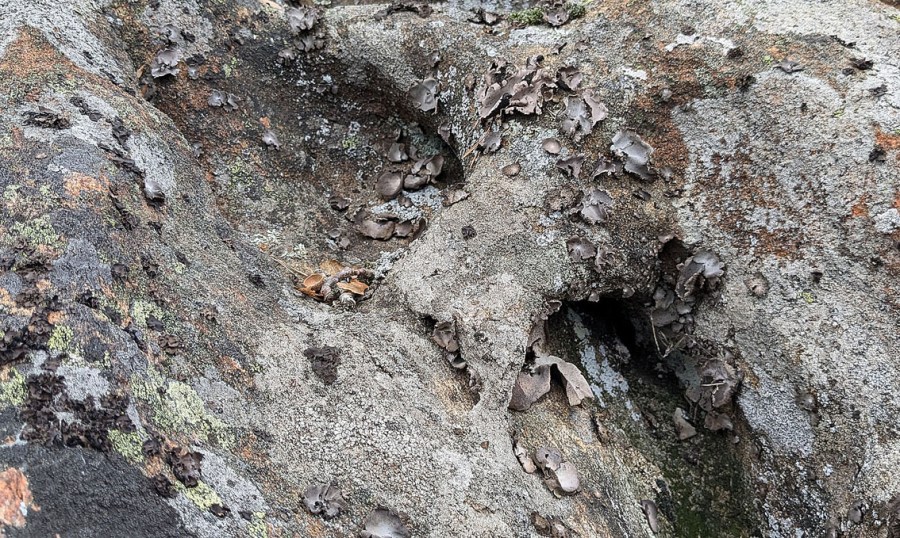 Skogsterreng, Tromøy: Avrundet brem på tafoni. Foto: PS