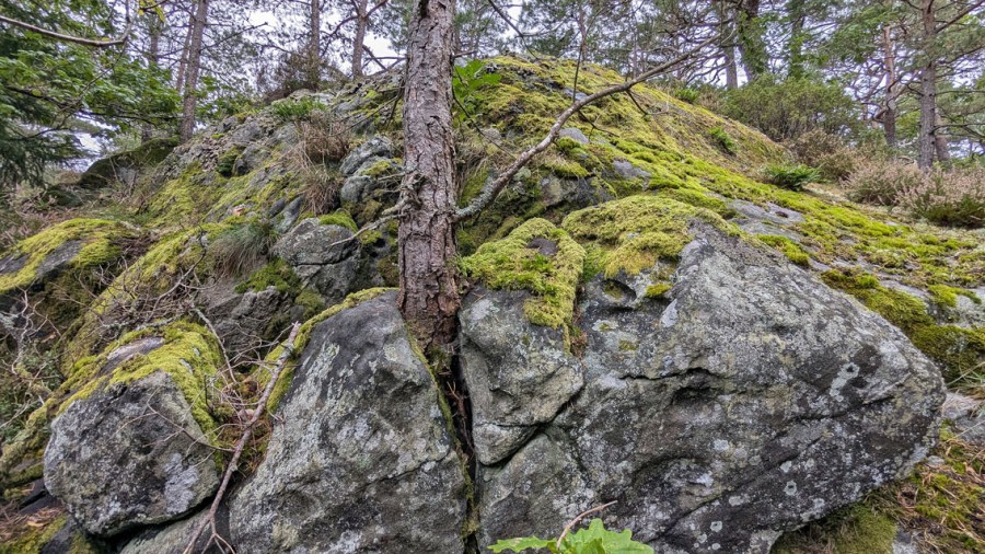 Tafoni på blokk som er sprengt løs av røtter. Hoveskogen. Foto: PS