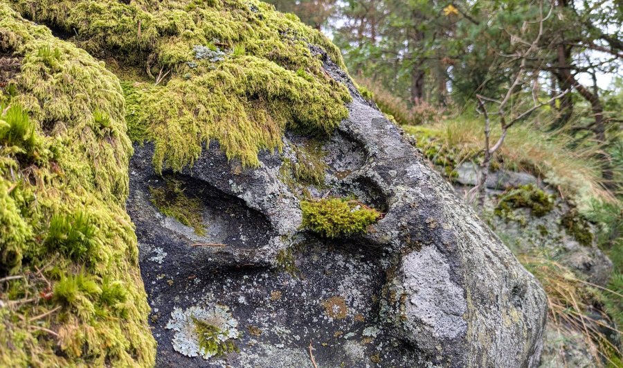Hoveskogen, Tromøy. Mose er i ferd med å ta over tafoni. Foto: PS