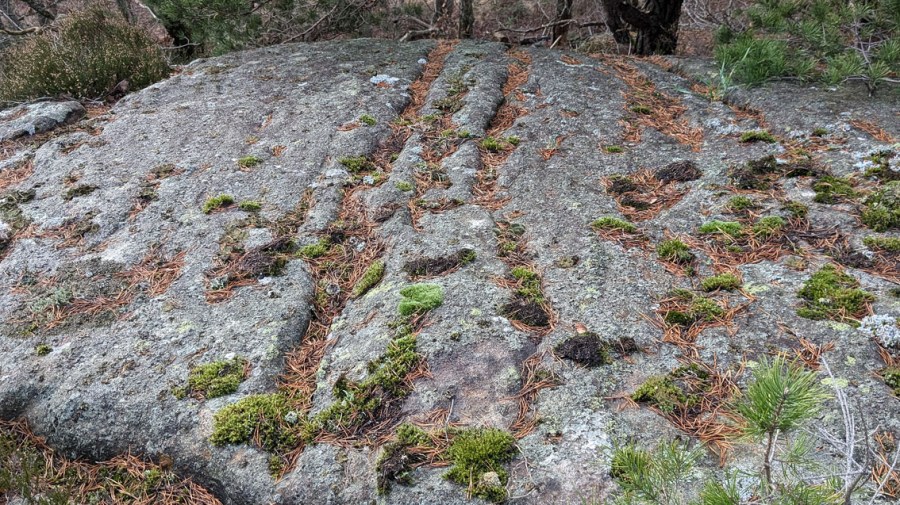 Typisk småskala pseudokarren/selektiv forvitring i båndet gneis uten sprekker. Vardåsen på Tromøy. Foto: PS