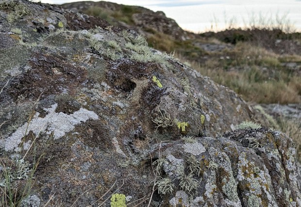 Tafoni under lav og mose mot toppen av Nautholmen. Foto: PS