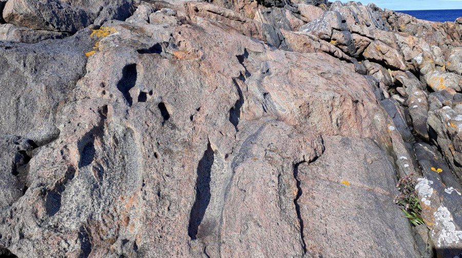 Ytterkysten Tromøya: Avlang tafoni i lysere gneis. Foto: PS