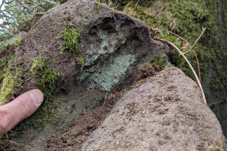 Sterkt forvitret gabbro med antydninger til "småtafoni". Foto: PS
