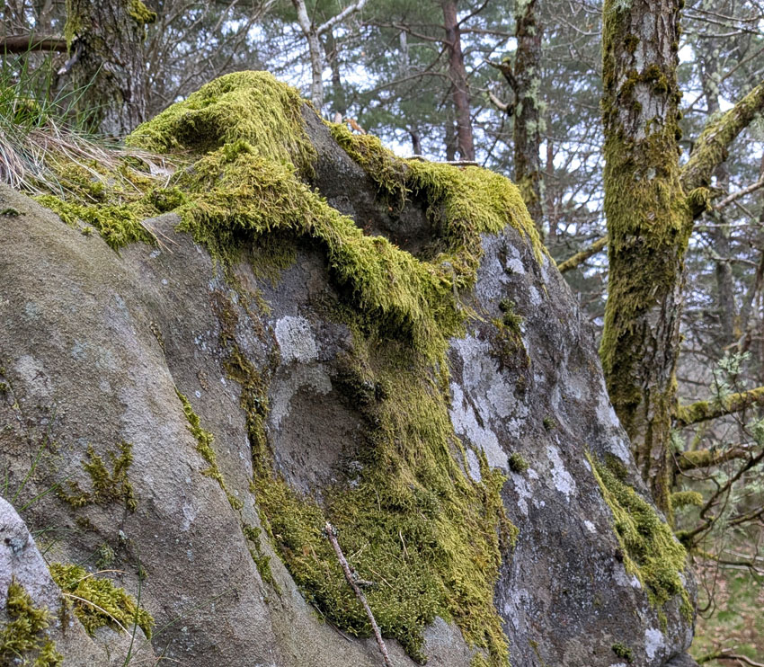 Tafoni i gabbro på Flosta. Foto: PS