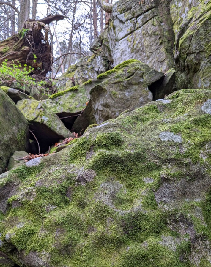 Antydninger til tafoni i nedfallsblokk av gabbro på Flosta. Foto: PS