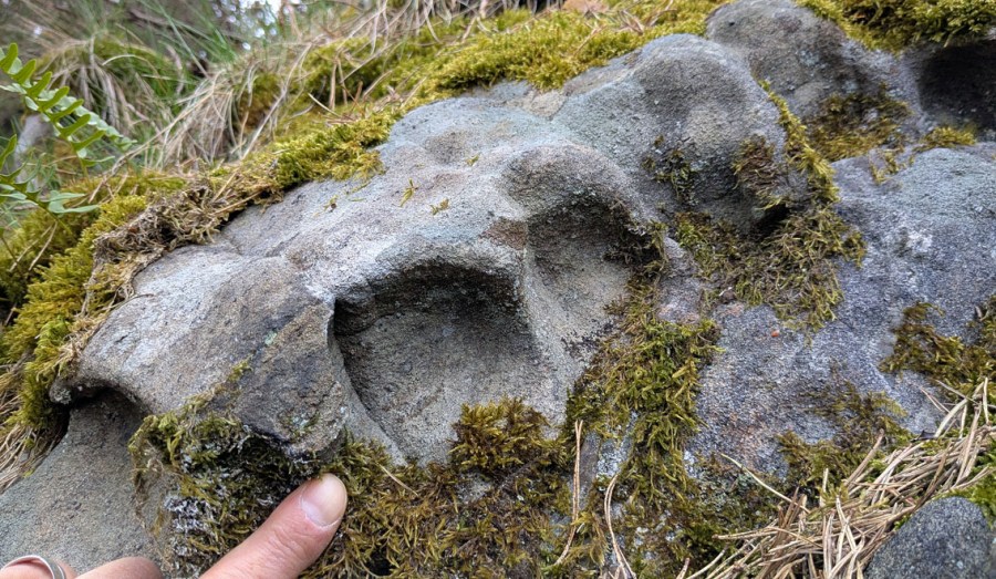 Tafoni i gabbro på Flosta. Foto: PS