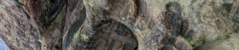 Tafoni i taket til en heller på Flosta. Foto: PS