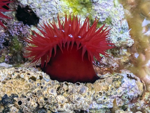 Beadlet anemone on top of barnacles in the tidal zone. Photo by Per Storemyr