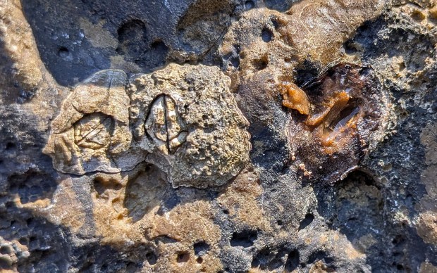 Barnacles boring small, oval holes in the limestone. Note the removed barnacle to the right. Photo by Per Storemyr